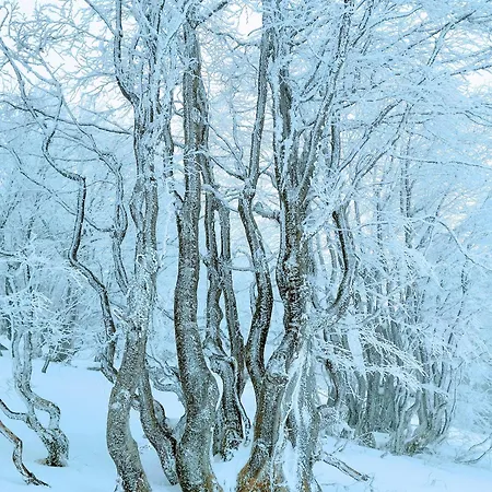 Apartamento Waldkaeuzle27 *