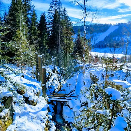 Waldkaeuzle27 Lenzkirch